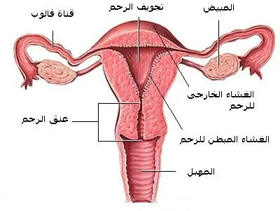 الإلتهابات الشائعة عند النساء وكيفية الوقاية منها وعلاجها
